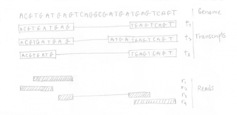 Understanding How Kallisto Works – IRIC's Bioinformatics Platform